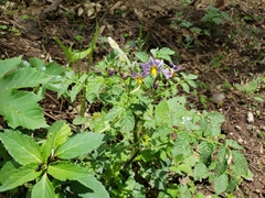 Solanum stoloniferum