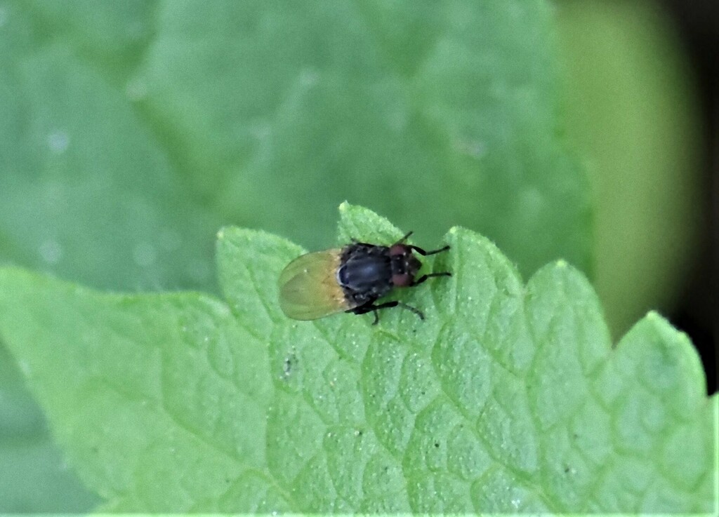 Minettia longipennis, Groesbeek, Nederland, photo 1 of 10