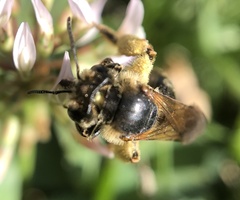 Colletidae