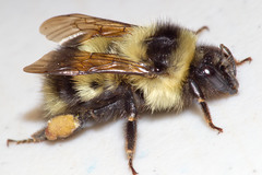 Bombus vagans bolsteri