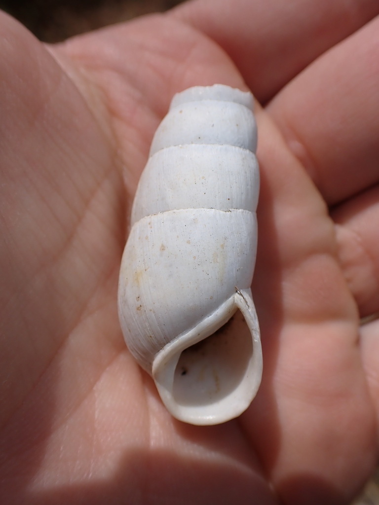 Rumina paivae