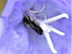 Chelostoma rapunculi