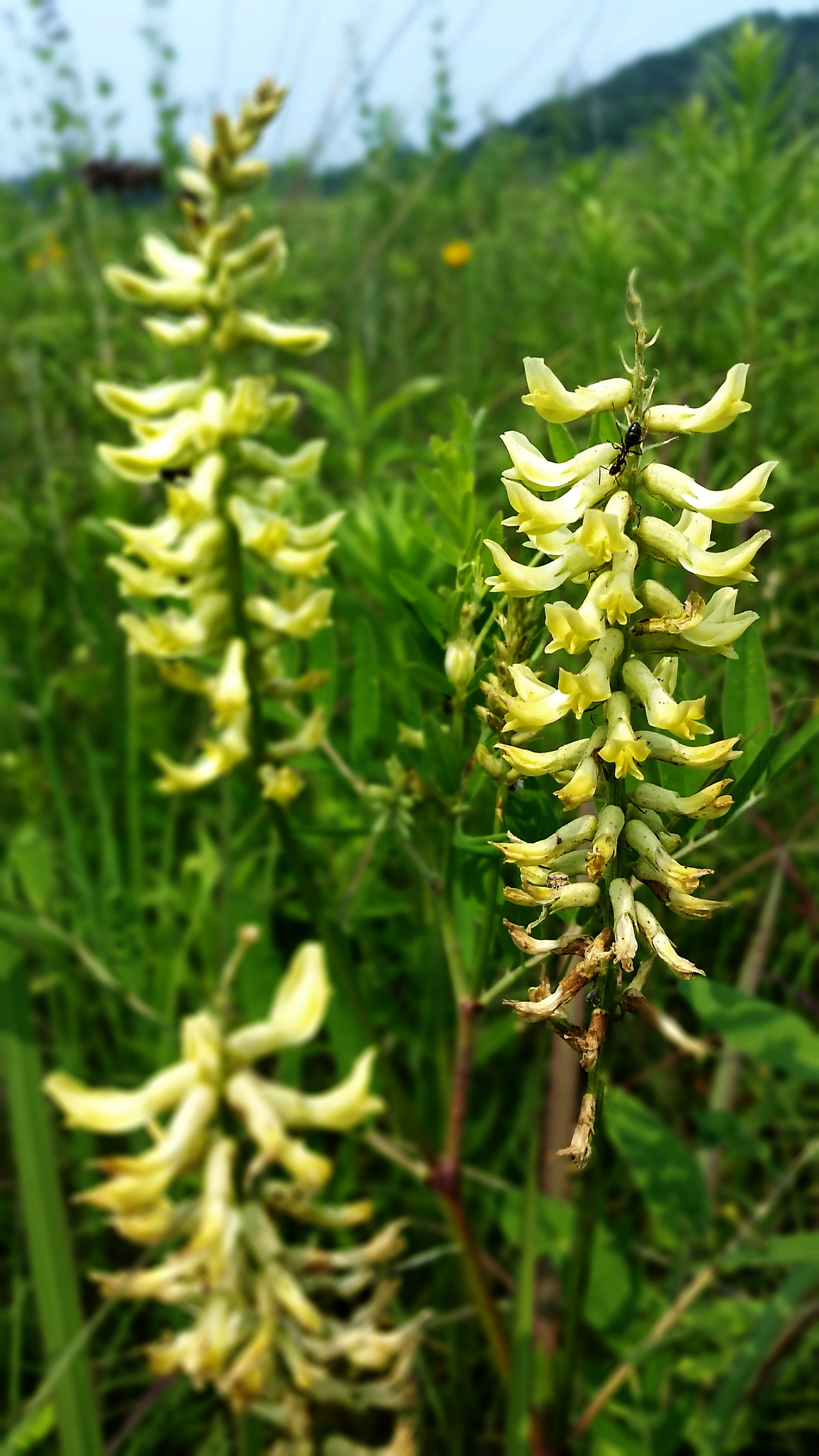 Astragalus canadensis var. canadensis