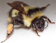 Bombus vagans bolsteri