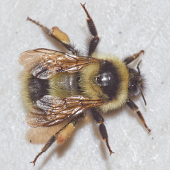 Bombus vagans bolsteri