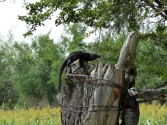 Ctenosaura acanthura