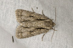Acronicta lobeliae