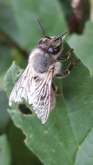 Apis mellifera