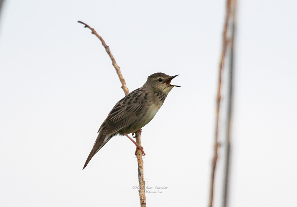 iNaturalist.org. А. Яковлев, Козловский р-н Чувашия, июнь 2022