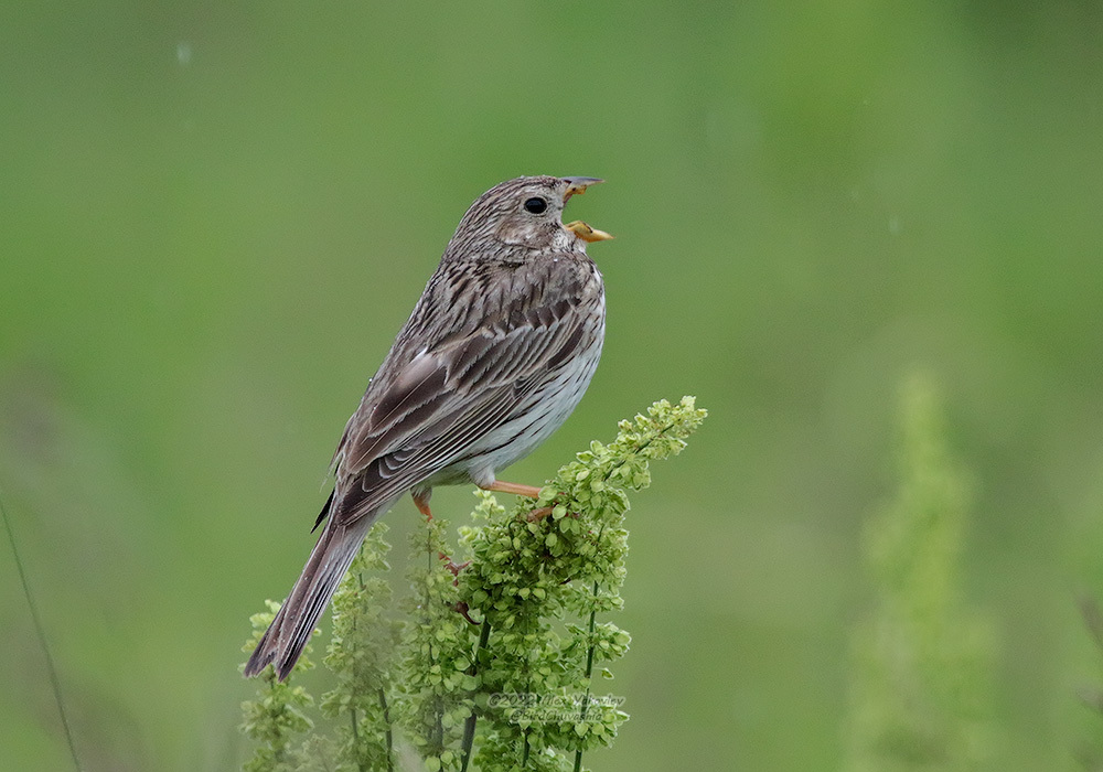 iNaturalist.org. А. Яковлев, Козловский р-н Чувашия, июнь 2022