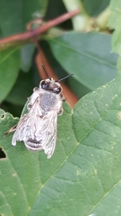 Apis mellifera