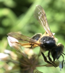 Colletidae