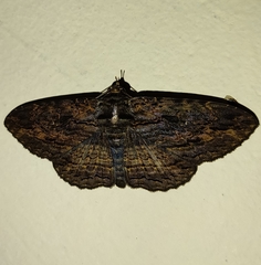 Anisoneura