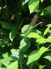 Calopteryx virgo