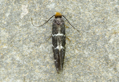 Eudarcia eunitariaeella
