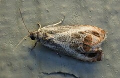 Olethreutes hamameliana