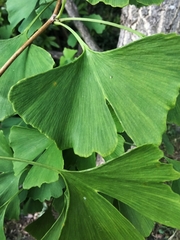 Ginkgo biloba