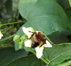 Andrena florea