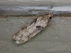 Mompha brevivittella