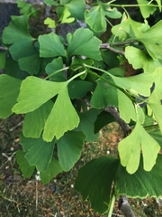 Ginkgo biloba
