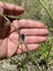 Chrysochus cobaltinus