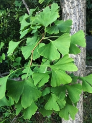 Ginkgo biloba