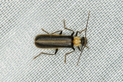 Podabrus flavicollis