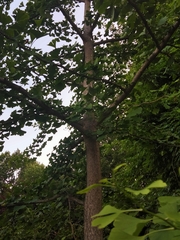 Ginkgo biloba