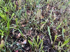 Petrorhagia saxifraga