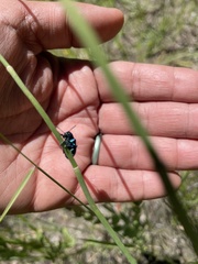 Chrysochus cobaltinus