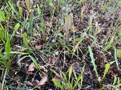 Petrorhagia saxifraga