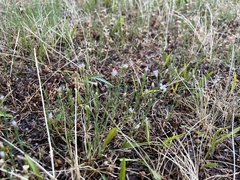 Petrorhagia saxifraga