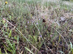 Petrorhagia saxifraga