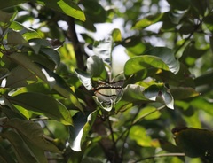 Polyura nepenthes