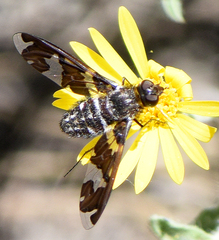 Exoprosopa dorcadion