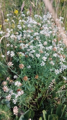 Dorycnium