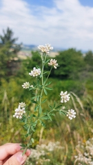Dorycnium