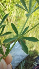 Dorycnium