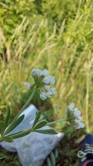 Dorycnium