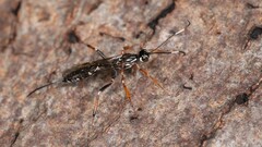 Xorides albopictus