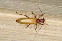 Centrodera decolorata