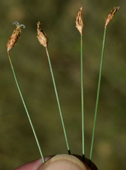 Fimbristylis simplex