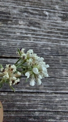 Dorycnium