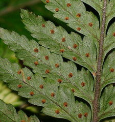 Parapolystichum acuminatum