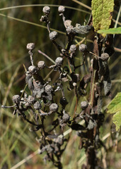 Pterocaulon sphacelatum