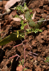 Indigofera colutea