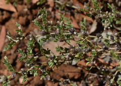 Indigofera linnaei
