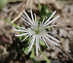 Silene nelsonii