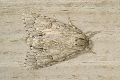 Acronicta americana