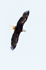 Haliaeetus